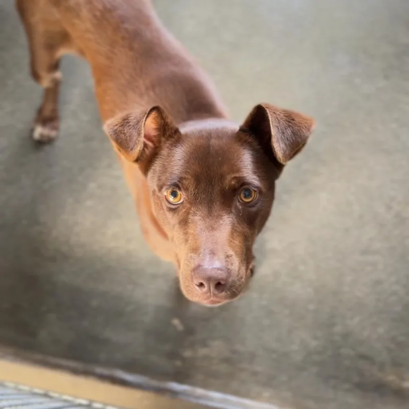 A young medium-sized female Brown / Chocolate Labrador Retriever dog named Cadbury A for adoption in Mission Hills, CA