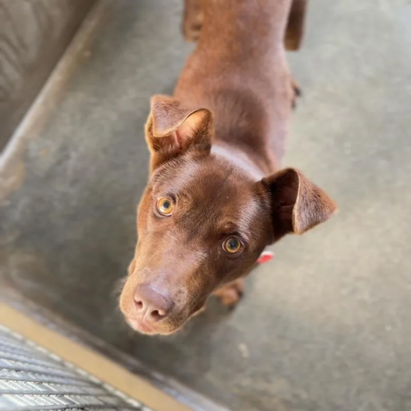 Cadbury A thumbnail 4