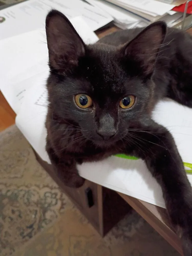 Coco