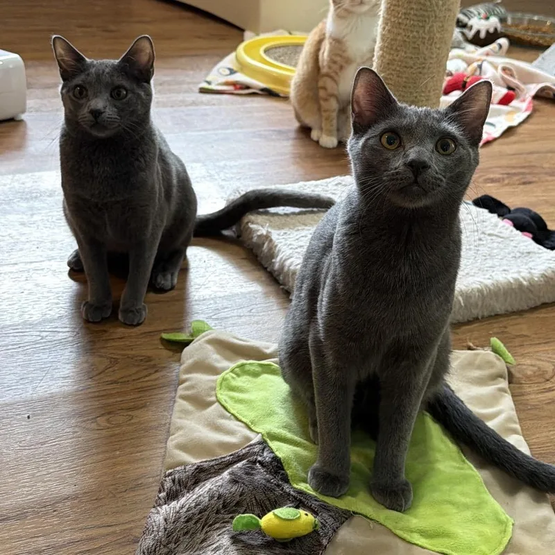 Tamale  Bonded Pair thumbnail 2