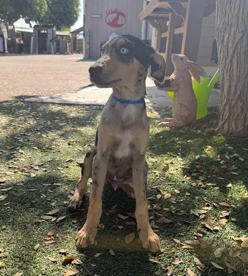A young medium-sized male Merle (Blue) Australian Shepherd dog named Wyatt for adoption in Temecula, CA