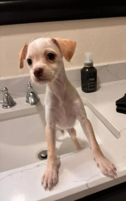 Presley thumbnail 2