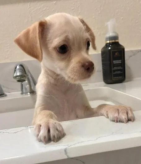 Presley thumbnail 4