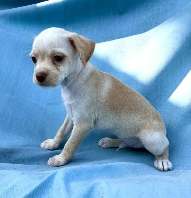 Presley thumbnail 5