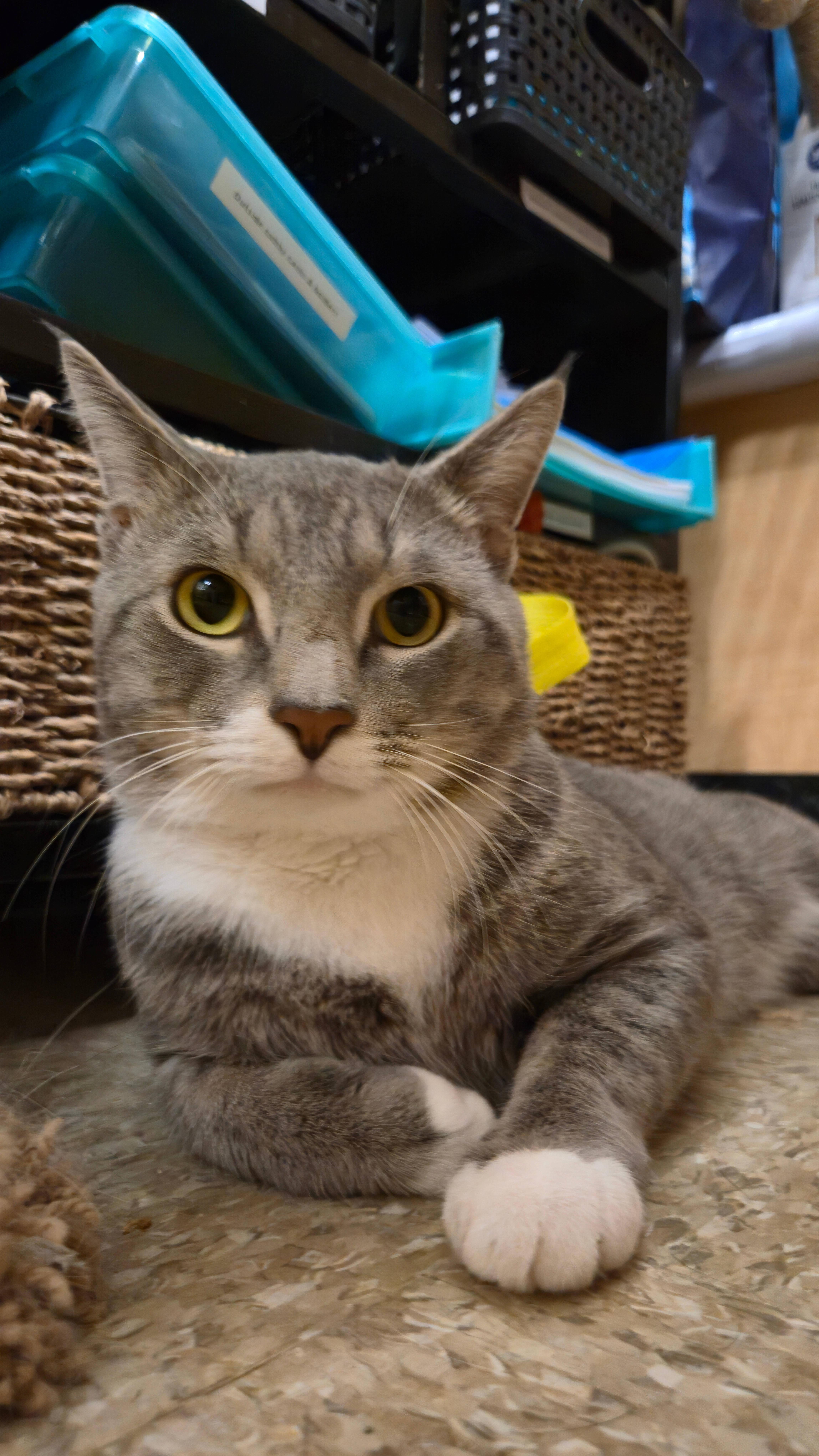 A young medium-sized male Domestic Short Hair cat named Frito for adoption in Melrose, MA