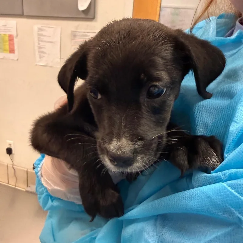 A baby small-sized female Black Mixed Breed dog named Chips for adoption in Charleston, WV
