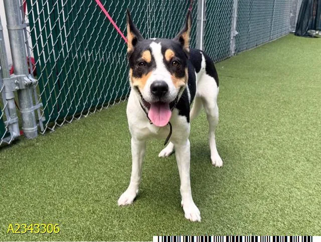 A young medium-sized female Mixed Breed dog named Ruby for adoption in West Palm Beach, FL