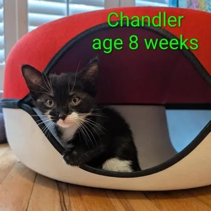 A baby small-sized male Domestic Short Hair cat named Chandler for adoption in Lawrenceville, GA