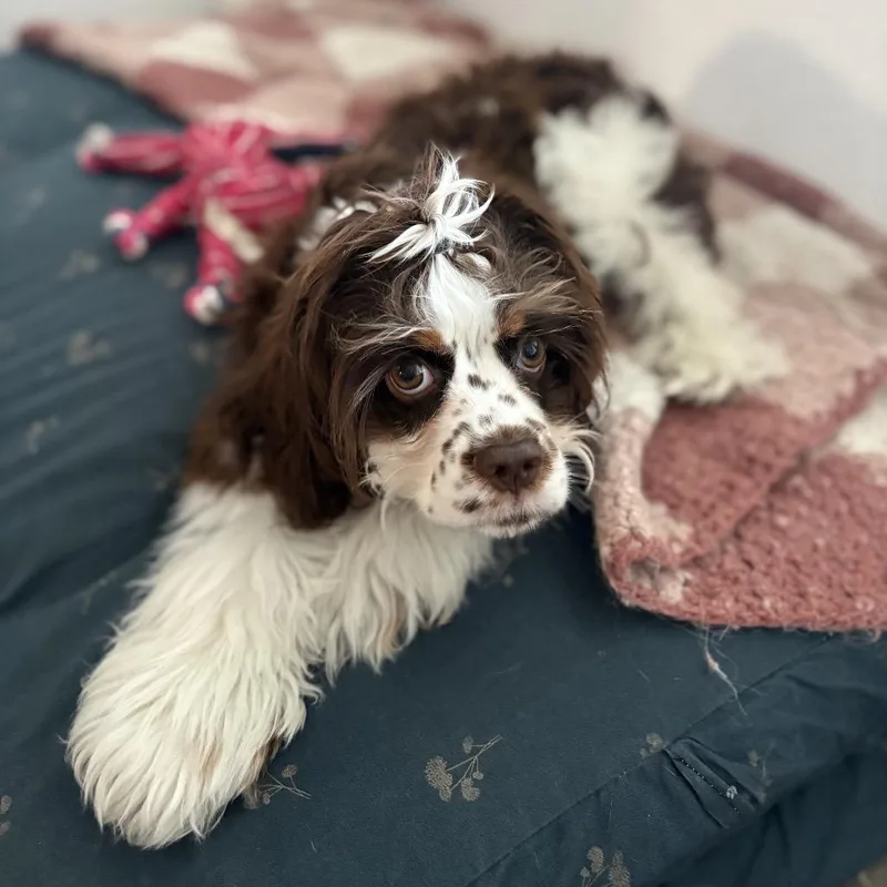 A young small-sized female Cocker Spaniel dog named Marnie Michaels for adoption in Austin, TX