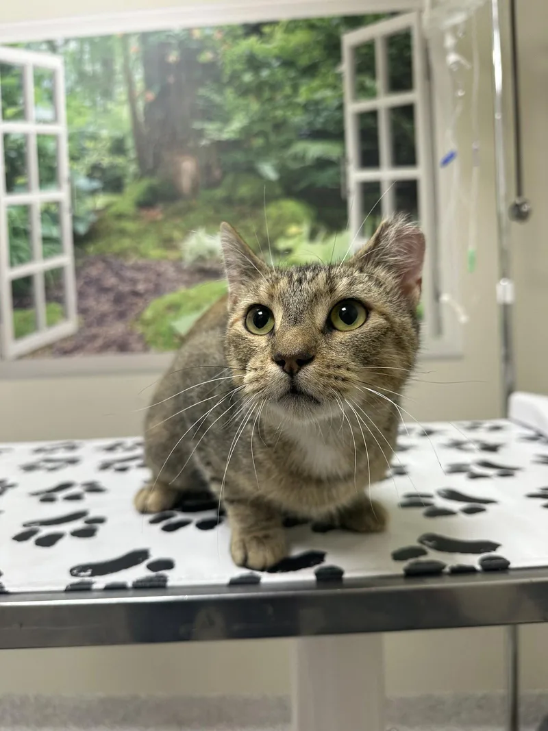 An adult medium-sized female Domestic Short Hair cat named Missy for adoption in Lancaster, PA