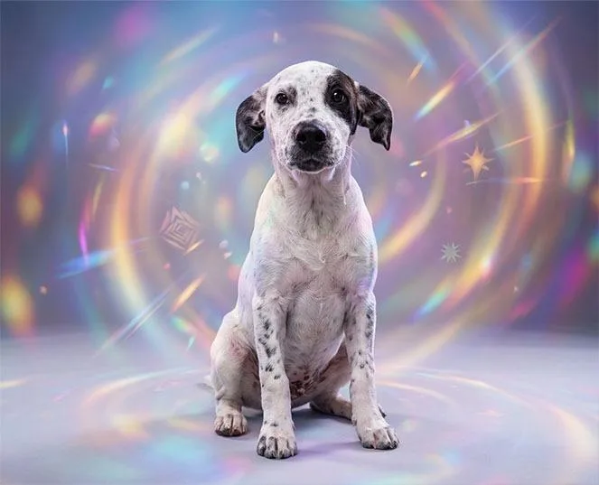 A baby medium-sized female Dalmatian dog named Magpie for adoption in Lavonia, GA