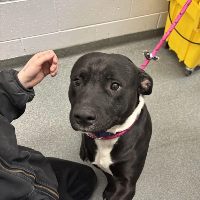 An adult large-sized male Mixed Breed dog named Macho for adoption in Mount Pleasant, MI