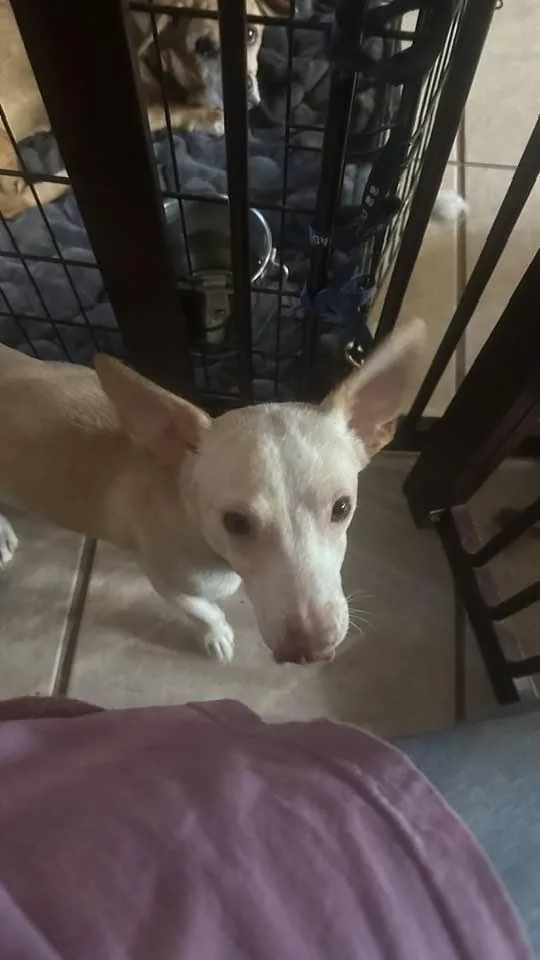 Henny Penny thumbnail 2