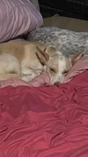 Henny Penny thumbnail 4