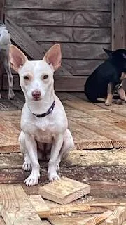 Henny Penny thumbnail 5