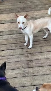 Henny Penny thumbnail 6