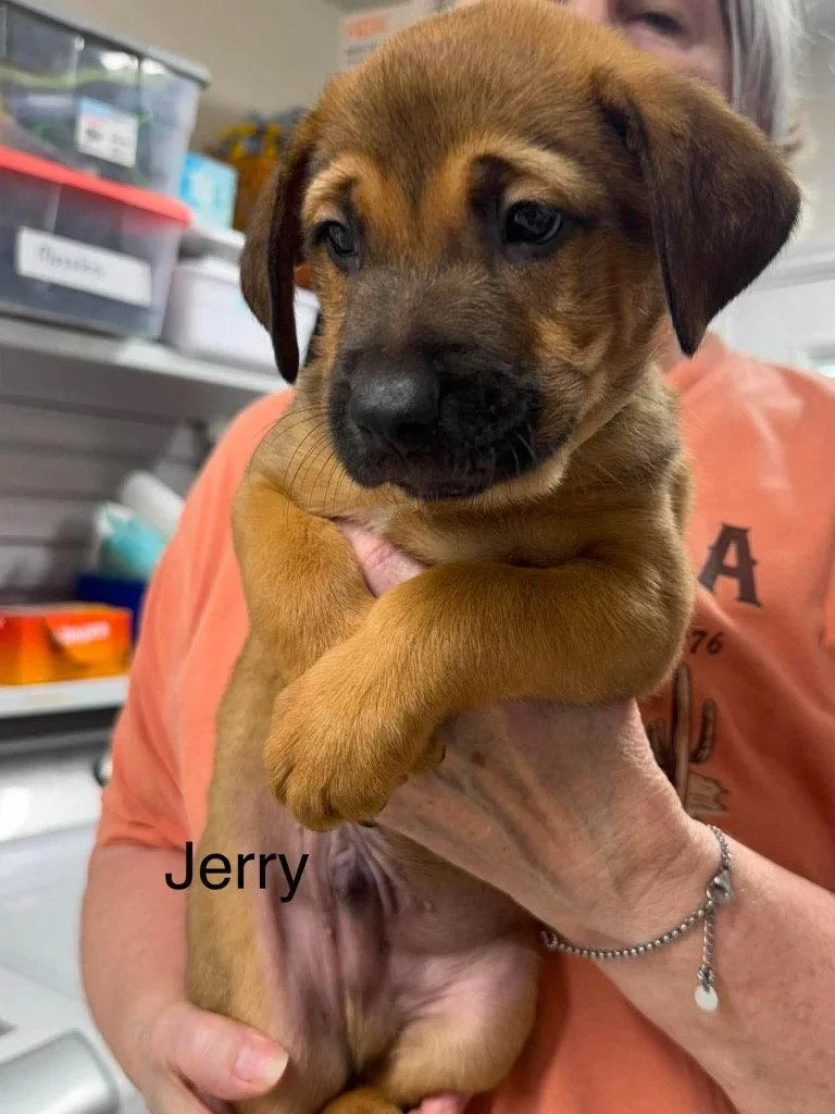Jerry