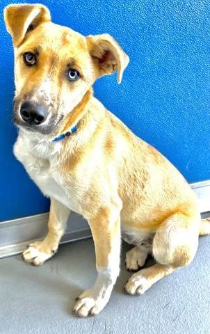 A baby small-sized male German Shepherd Dog dog named A for adoption in Visalia, CA