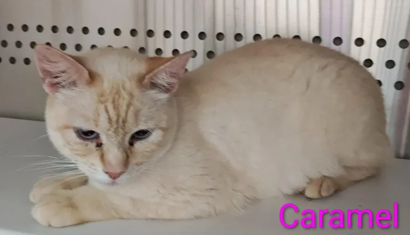Caramel