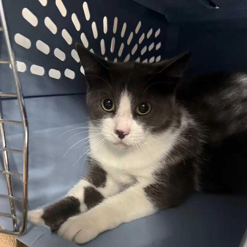 An adult large-sized female Gray / Blue / Silver Domestic Short Hair cat named Momma for adoption in Mentor, OH