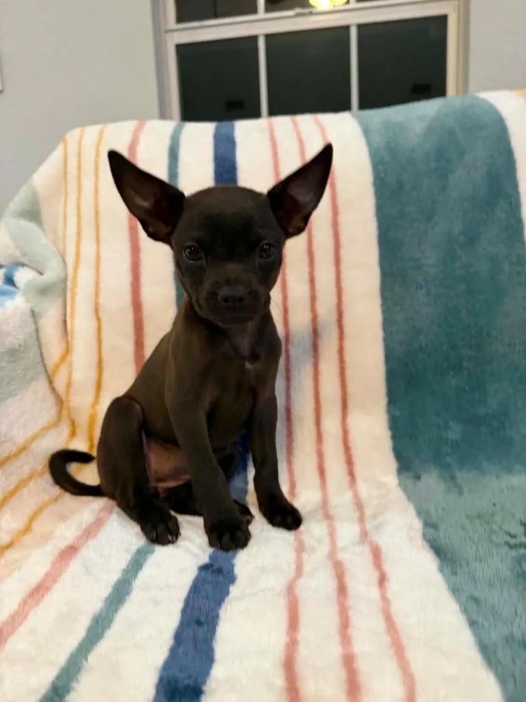 A baby small-sized female Chihuahua dog named Chrissy for adoption in Bristol, WI