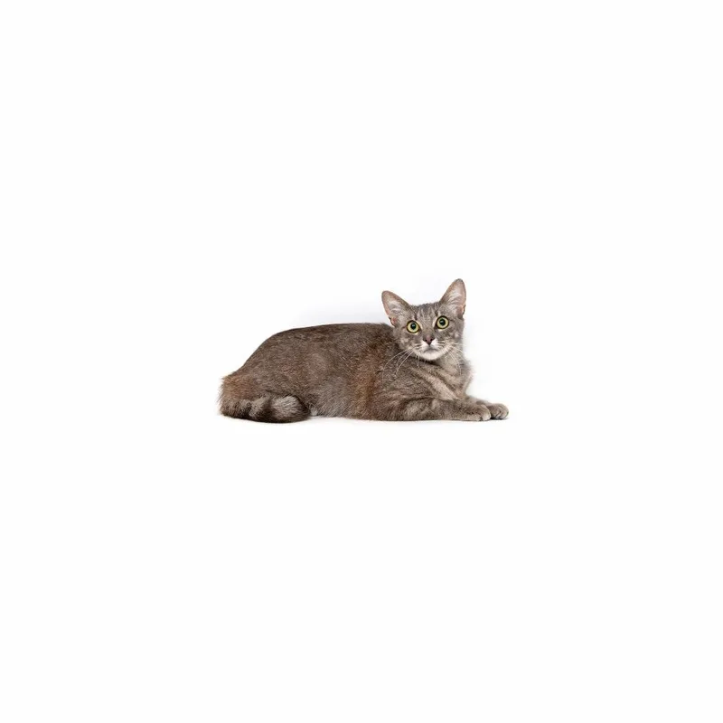 An adult medium-sized female Gray / Blue / Silver Domestic Short Hair cat named Charcuterie for adoption in Playa Vista, CA