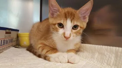 A baby small-sized male Domestic Short Hair cat named Dorian for adoption in Pompano Beach, FL