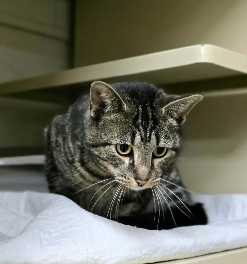 An adult medium-sized female Tabby (Brown / Chocolate) Domestic Short Hair cat named Birdie for adoption in New Castle, PA