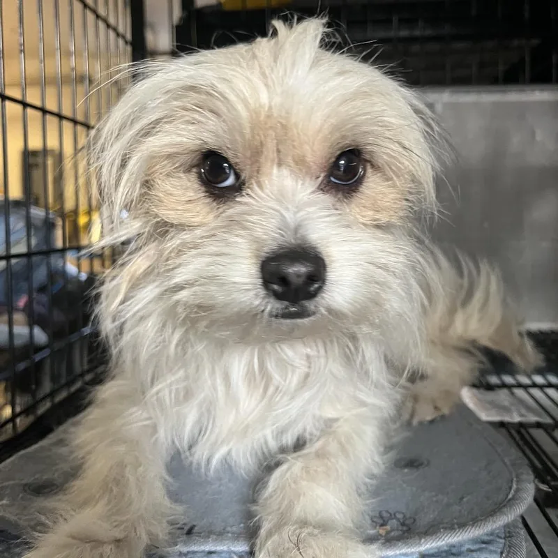 A young small-sized female White / Cream Maltese dog named Clover for adoption in Montgomery, TX