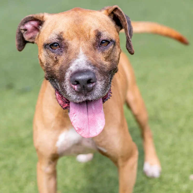 An adult medium-sized male Boxer dog named Koga for adoption in Hilton Head Island, SC
