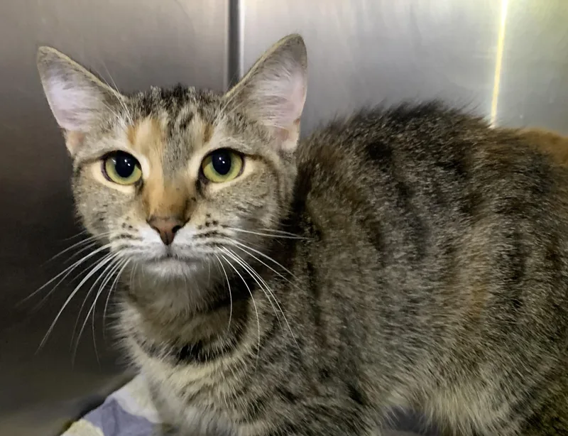 A young medium-sized female Torbie Domestic Short Hair cat named Ginny for adoption in Massena, NY