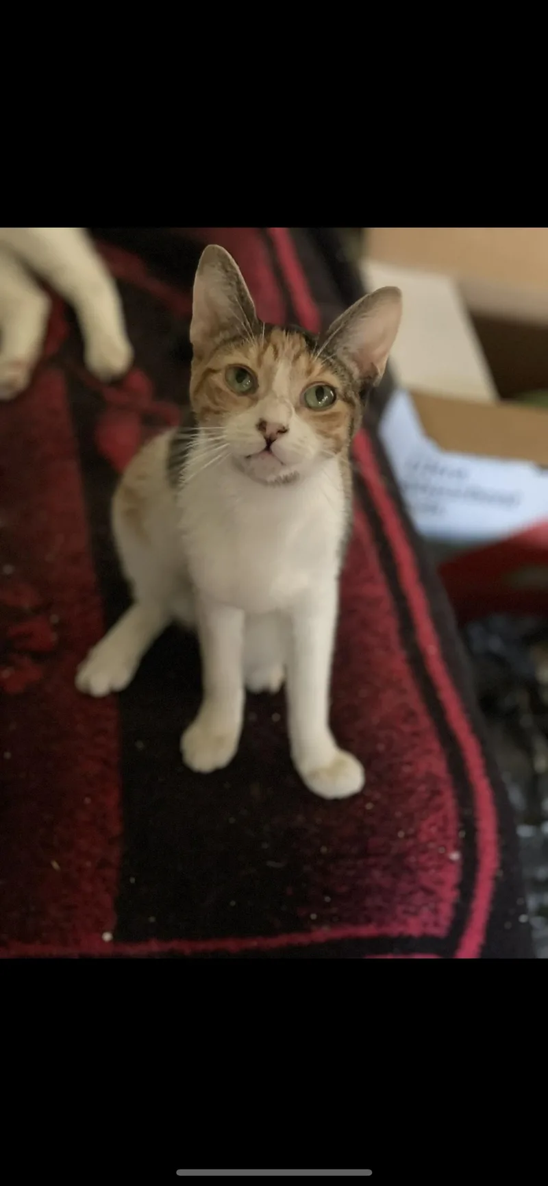 A young small-sized female Calico cat named Aurora for adoption in Bell Gardens, CA