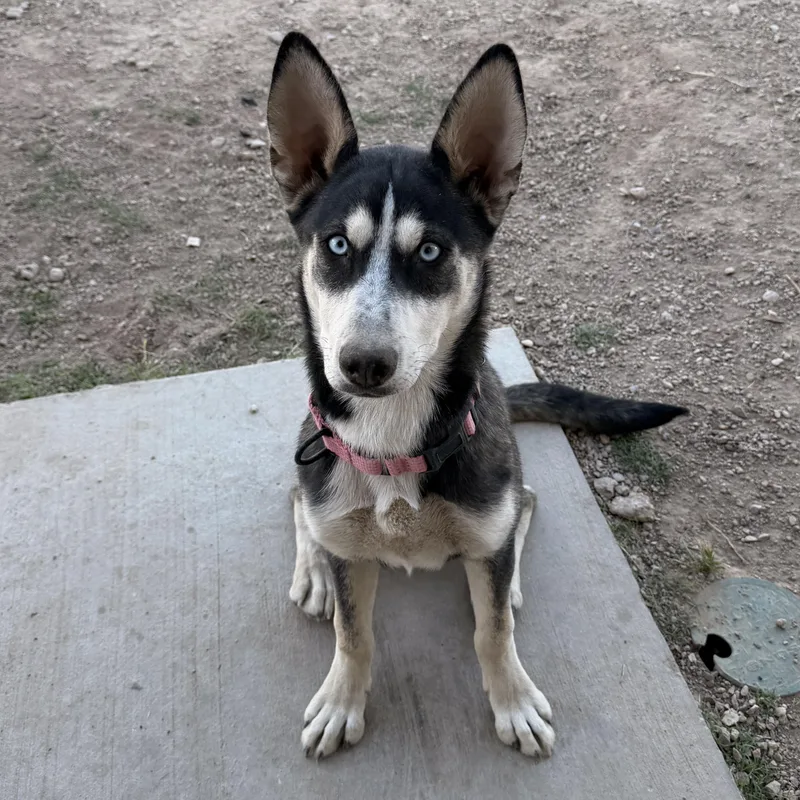 A baby medium-sized female Siberian Husky dog named Patty for adoption in North Las Vegas, NV