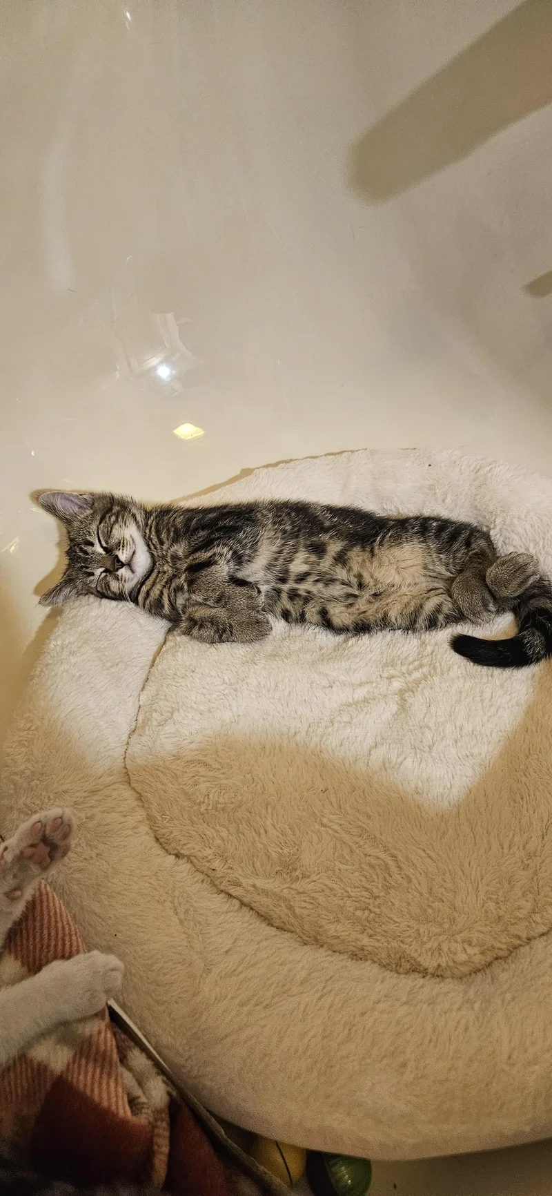 Jinxy thumbnail 2