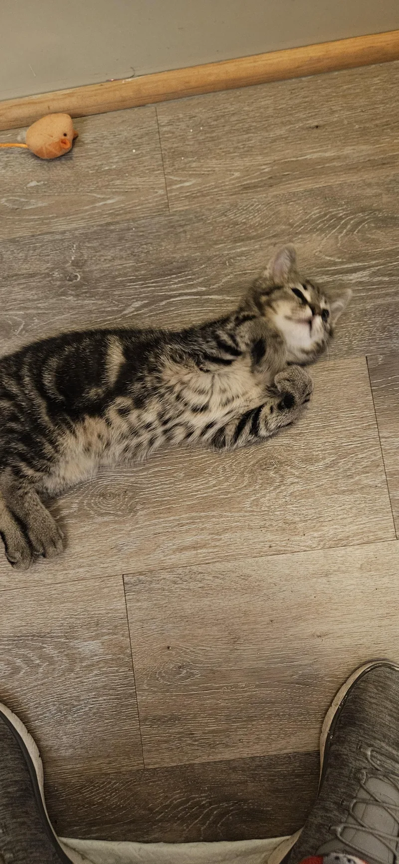 Jinxy thumbnail 3