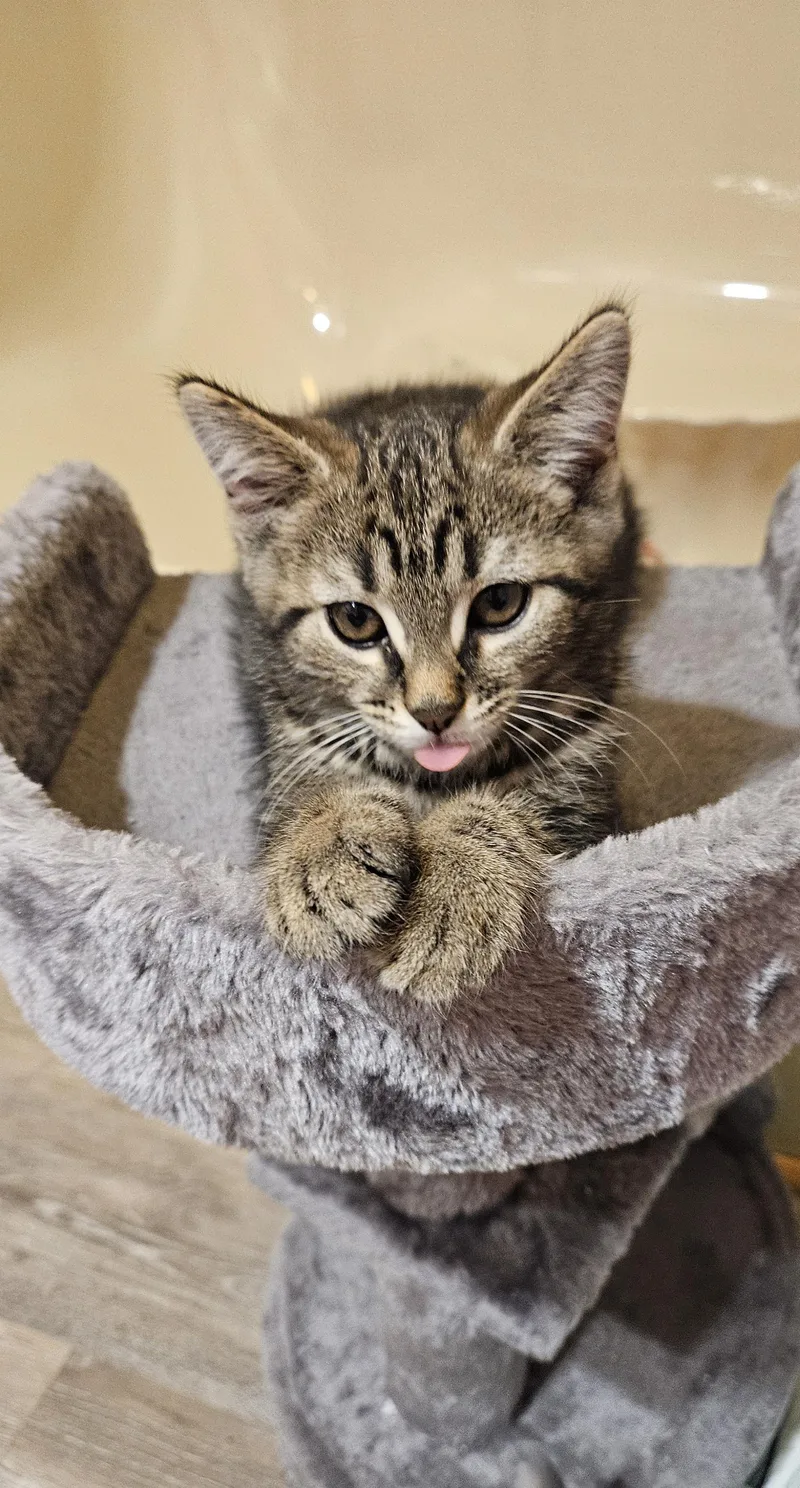 Jinxy thumbnail 4
