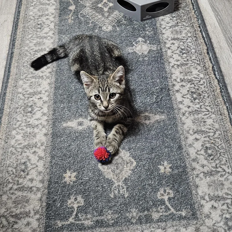 Jinxy thumbnail 5