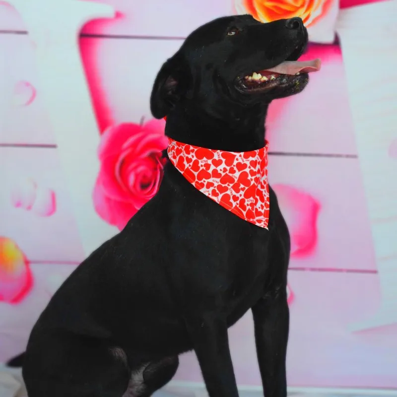 An adult large-sized male Black Labrador Retriever dog named Evan aka Quint JuM for adoption in Austin, TX