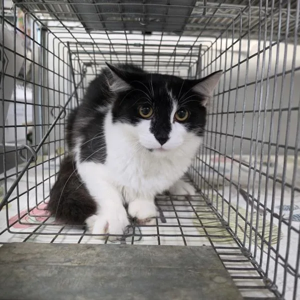 A young medium-sized female Domestic Short Hair cat named Jayden for adoption in Des Moines, IA