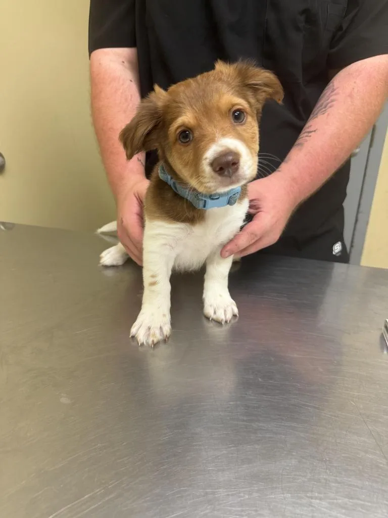 A baby medium-sized male Mixed Breed dog named Creed for adoption in Florence, SC