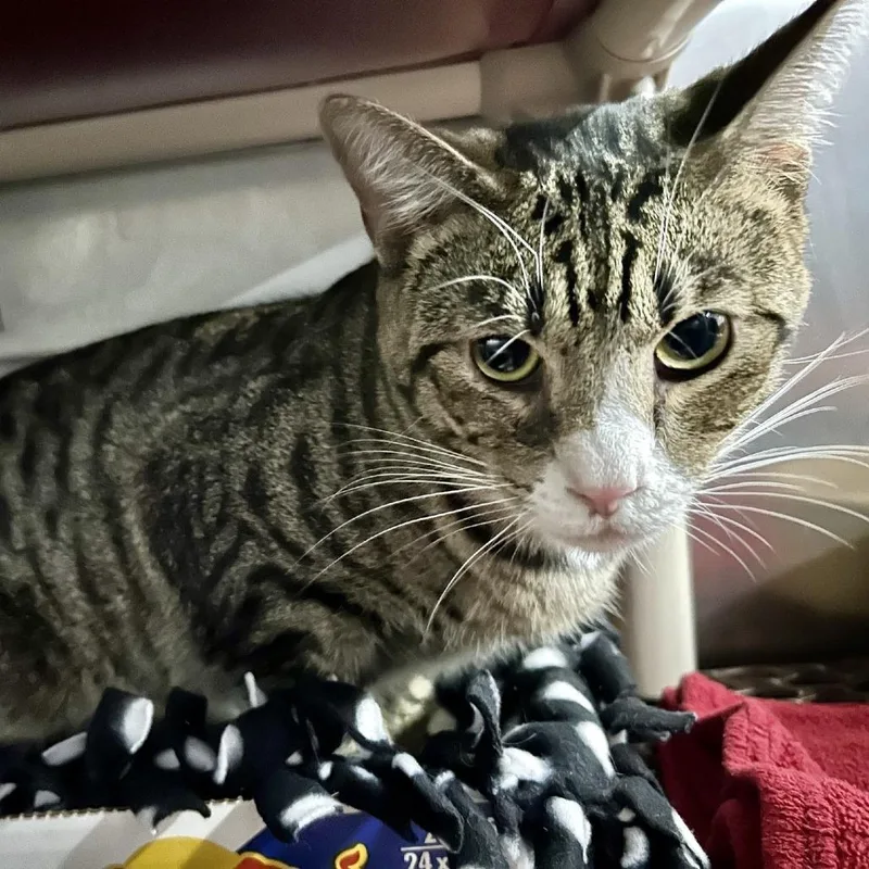 An adult medium-sized male Brown / Chocolate Domestic Short Hair cat named Huckslee for adoption in Hamburg, NY