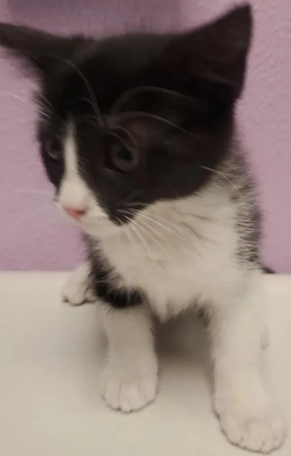 A baby small-sized female Black Domestic Short Hair cat named 60808626 for adoption in El Paso, TX