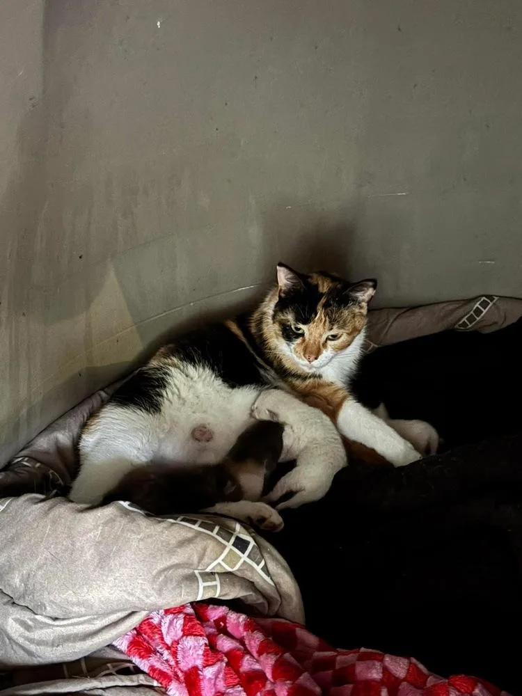 A young small-sized female Black & White / Tuxedo Domestic Short Hair cat named Sally for adoption in Shawnee, OK