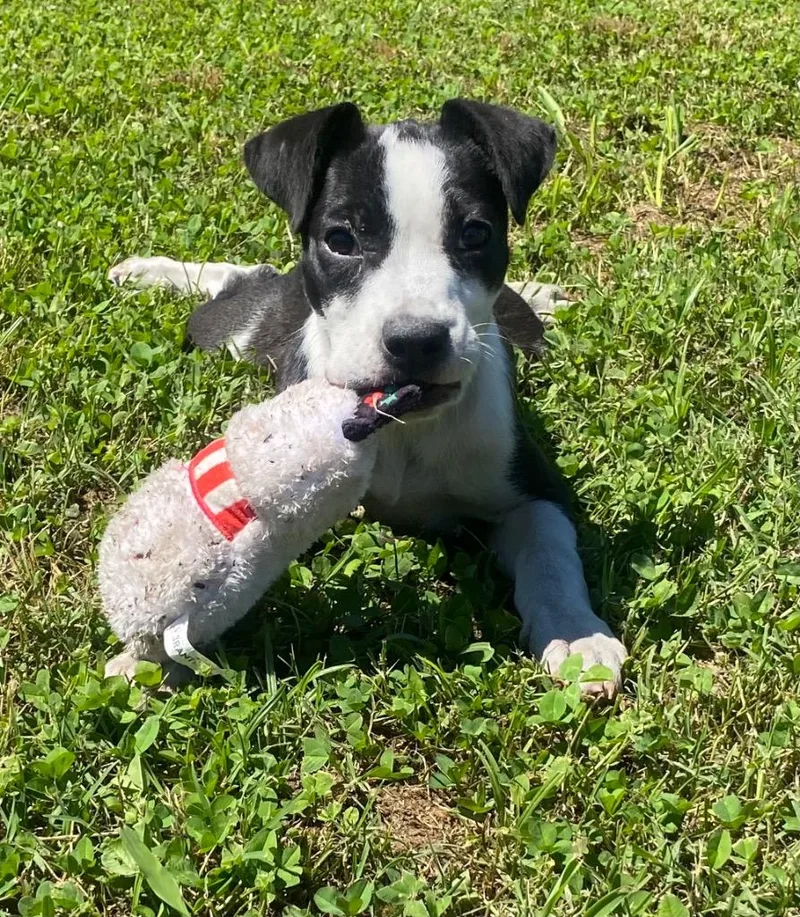 A baby small-sized female Pit Bull Terrier dog named Mouse for adoption in Greenwood, MS
