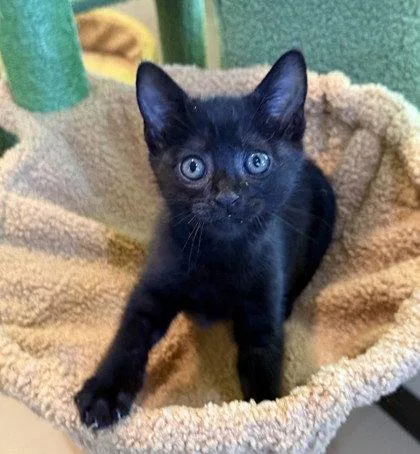 A young small-sized male Black Domestic Short Hair cat named Blackberry for adoption in Midland, VA