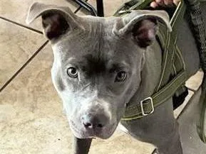 An adult large-sized female Gray / Blue / Silver Mixed Breed dog named Doris for adoption in Georgetown, TX