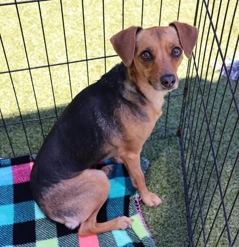 An adult small-sized female Chihuahua dog named Bambi Athens for adoption in Rockaway, NJ