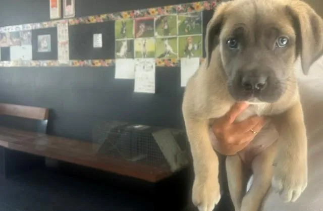 A baby small-sized female Mastiff dog named Blossom for adoption in Santa Monica, CA