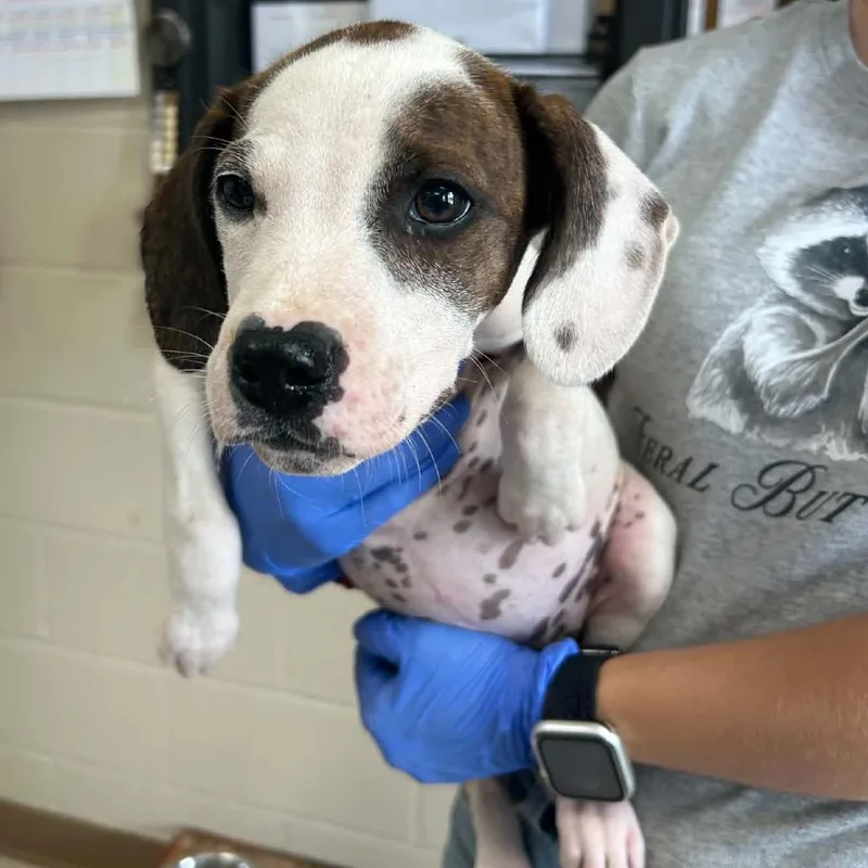 A baby small-sized female White / Cream Mountain Cur dog named Amy Lee for adoption in Caryville, TN