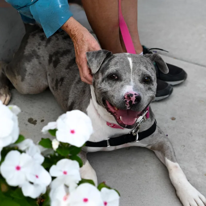 An adult large-sized female Gray / Blue / Silver Pit Bull Terrier dog named Magnolia for adoption in Albuquerque, NM